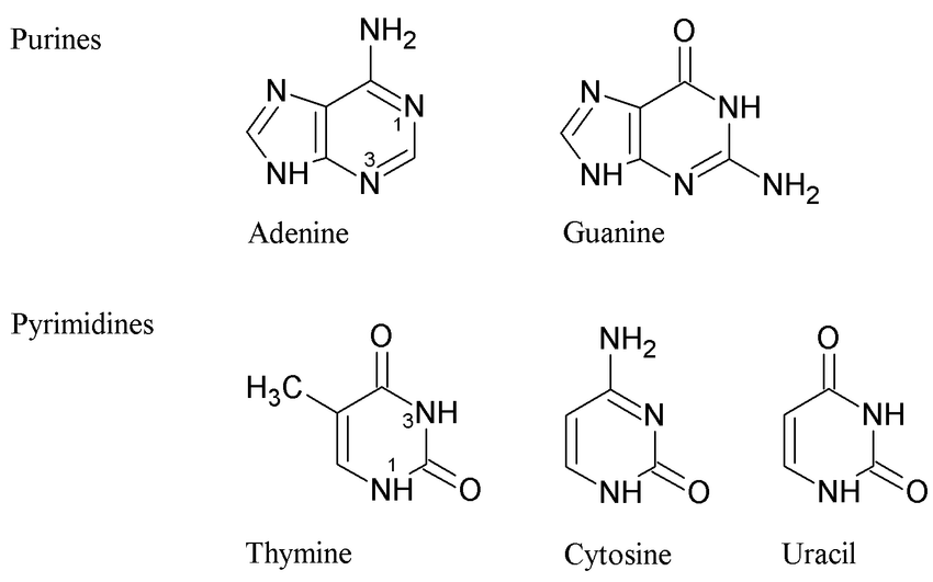 Five-nitrogenous-bases-of-DNA-and-RNA-purines-and-pyrimidines